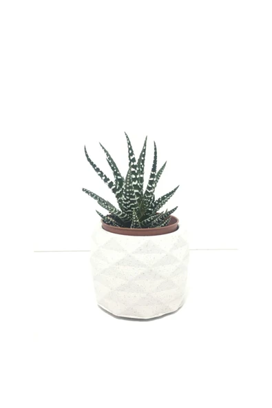 Geometrik Beton Saksı ve Canlı Sukulent - YE1604 ürün görseli 1
