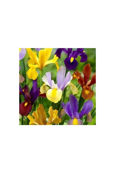 Golden Beauty Iris Süsen Soğanı -50 Adet ürün görseli 1