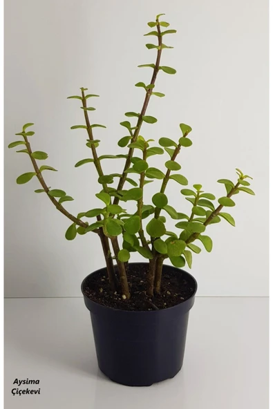Bonsai Yeşim Ağacı Portulacaria Afra Sukulent 10cm Saksıda Uzunluk 30-35 Cm Arasıdır - Resim 2