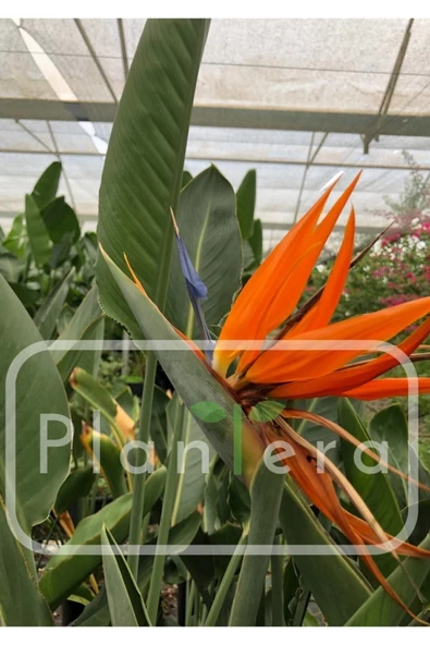 Starliçe - Strelitzia Reginae- 50-60 Cm - Cennet Kuşu Bitkisi ürün görseli
