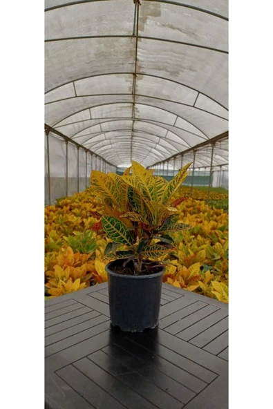 Kroton Bitkisi 45-55 Cm Boy ürün görseli