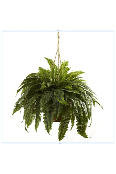 Aşk Merdiveni Büyük Askılı Saksıda Nephrolepis 001 ürün görseli 1