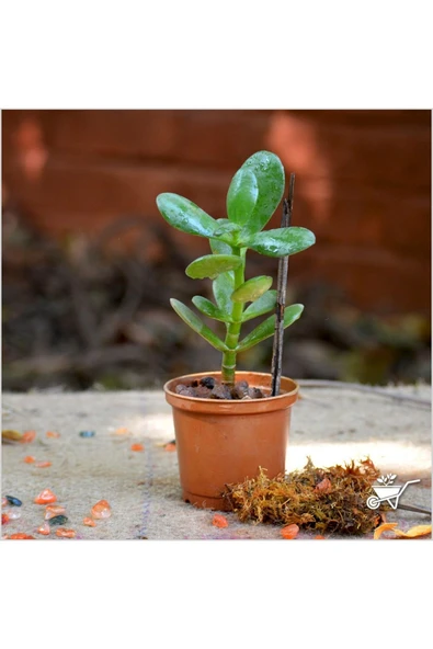 Crassula Ovata Para Çiçeği Şans Çiçeği ürün görseli