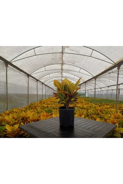 Kroton Bitkisi 45-55 Cm Boy - Resim 2