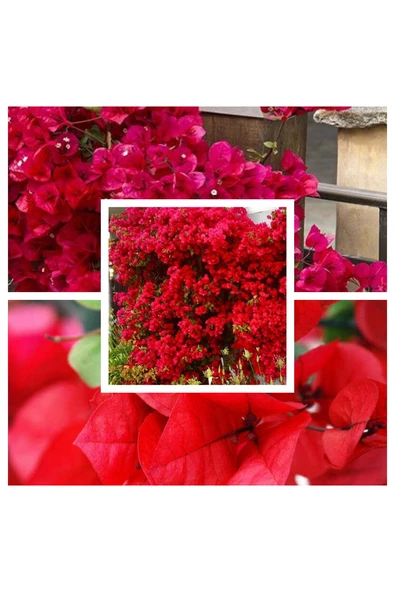 Orta boy kırmızı begonvil değişen renkler (Hediyemiz) kaliteli toprağımızla 01 ürün görseli 1