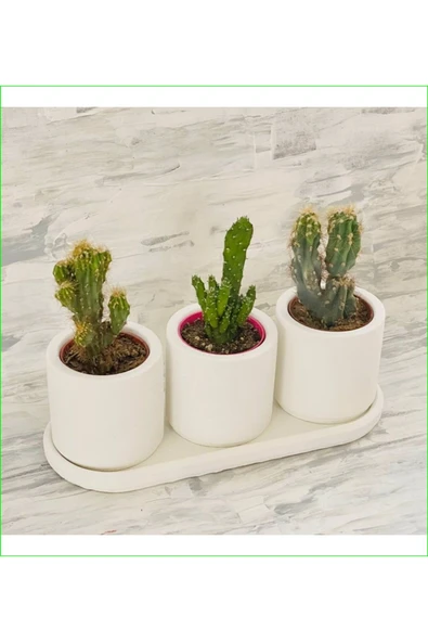 3 adet seramik saksıda kaktüs ve sukulent ürün görseli 1