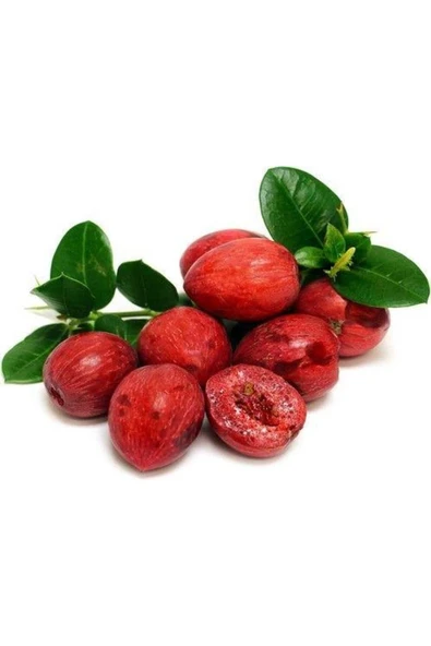 1 Yaş Natal Eriği Fidanı Küçük Boy ürün görseli