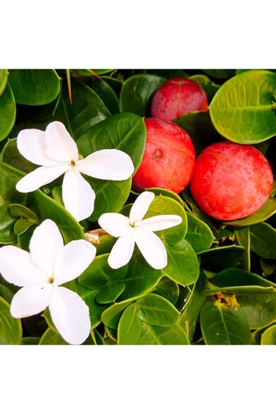 Tüplü Taze Ve Reçellik Natal Eriği Fidanı ürün görseli 1