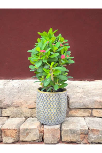 Dekoratif mozaik saksıda dikenler tacı ürün görseli 1