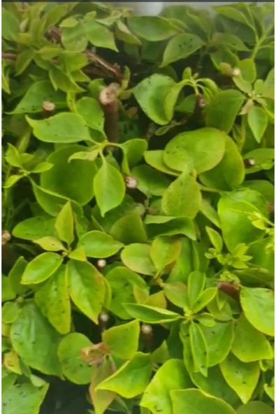 5 Adet Begonvil Fidanı 15 35 Santim Arası - Resim 3