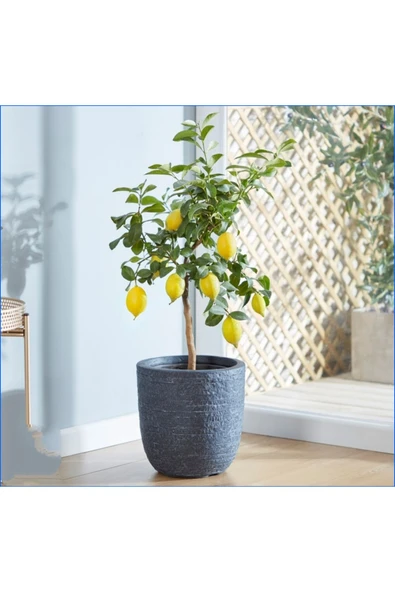 Dekoratif Saksıda Limon Ağacı 01 001 ürün görseli