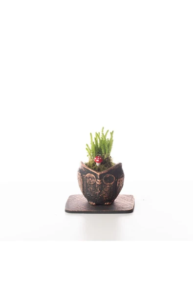Mini Baykuş Tasarım- Prenses Çamı