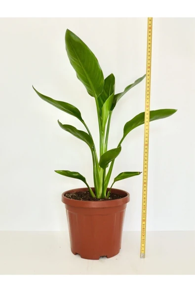 Starliçe - Strelitzia Reginae- 50-60 Cm - Cennet Kuşu Bitkisi - Resim 3