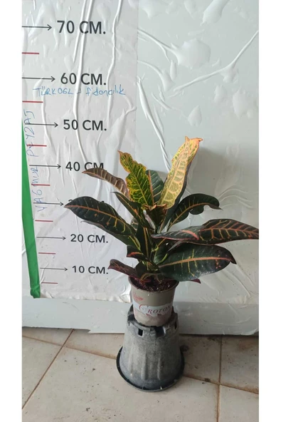 Kroton Bitkisi (Kraton - Croton Petra)
