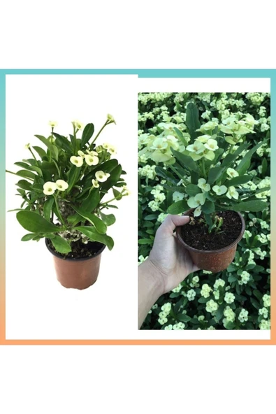 Beyaz dikenler tacı 8.5 saksıda Özel Toprakla - Resim 4