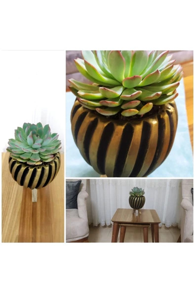 Echeveria Dev Sukulent (Şık Saksıda) ürün görseli