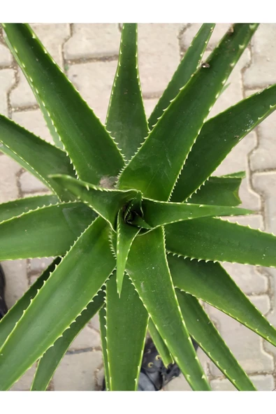 Dev Sarısabır - Resim 2