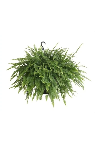 Aşk Merdiveni Büyük Askılı Saksıda Nephrolepis ürün görseli