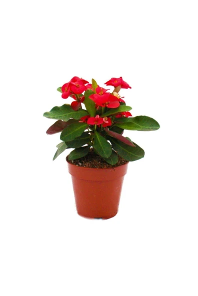 3 Adet Mini Saksılarda Dikenler Tacı ürün görseli 1