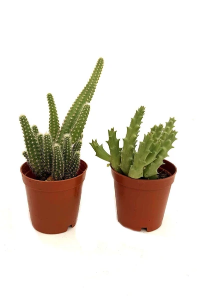 2 Adet Kaktüs (leş Kaktüs,parmak Kaktüs) ürün görseli