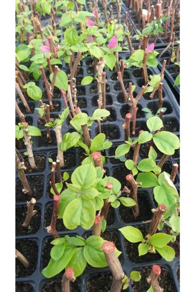 10 Adet Begonvil Fidanı 15 35 Santim Arası - Resim 2