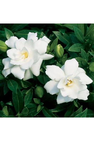 Gardenya ürün görseli