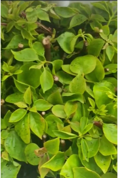 10 Adet Begonvil Fidanı 15 35 Santim Arası - Resim 3