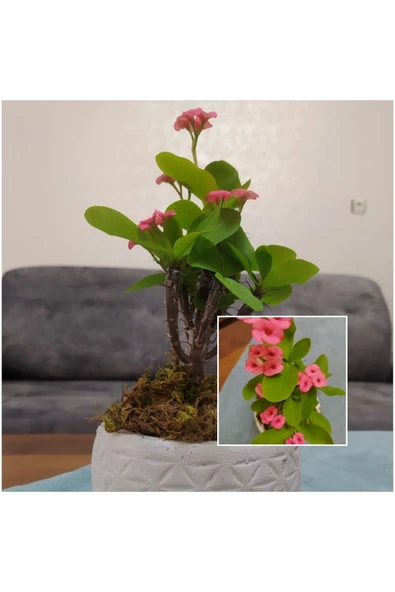 Dekoratif Saksıda Pembe Dikenler Tacı ürün görseli