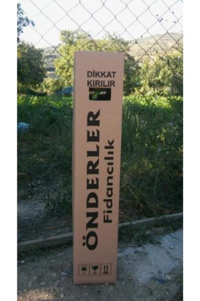 Portakal Fidanı - Resim 2