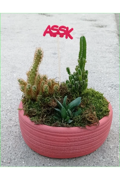 Beton Saksıda Kaktüs Aranjman kkhh ürün görseli