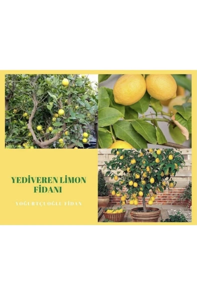 Yediveren Limon Fidanı ürün görseli 1