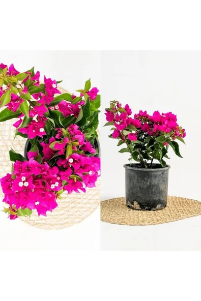 2 Adet Bodur Begonvil Fidanı ürün görseli