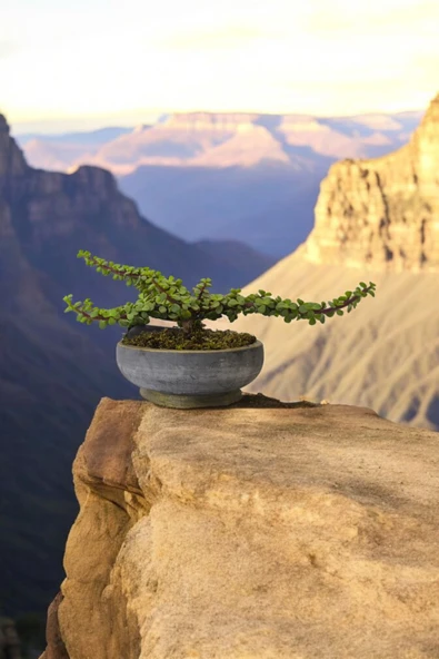 Bonsai Yeşim Ağacı Dekoratif Taş Saksıda - Resim 3