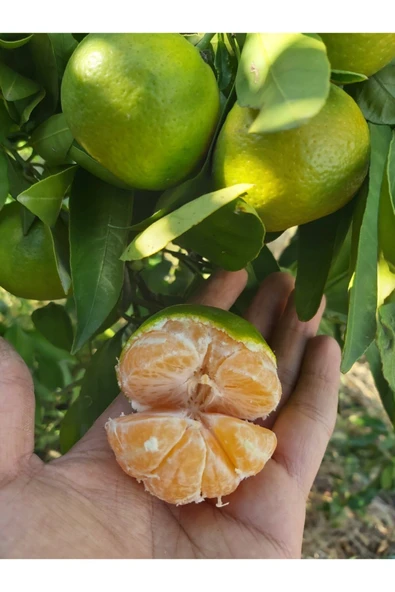 Okitsu Mandalina (erkenci Mandalina) Fidanı ürün görseli