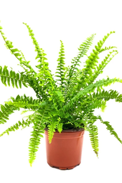 Saksıda Dolgun Yapıda Aşk Merdiveni ürün görseli