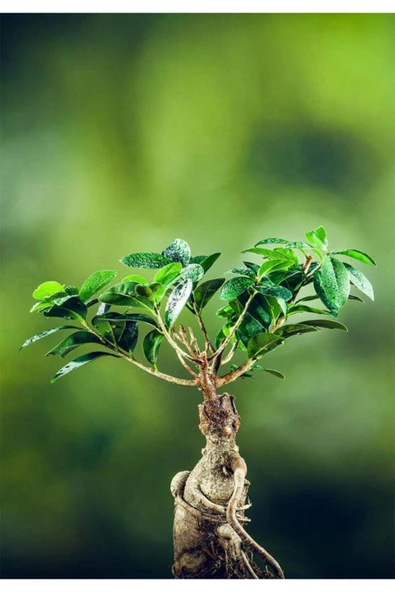Bonsai Ficus Ginseng (dekoratif Saksı ) - 2