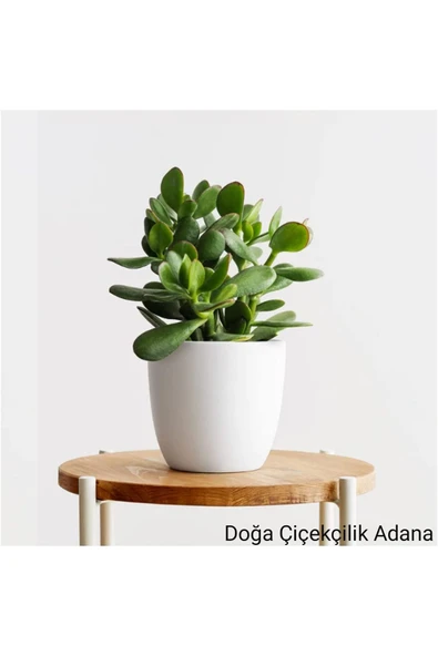 Para Çiçeği Bonsai Bereket Ağacı Crassula Ovata 01