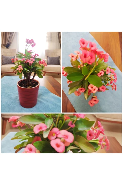 Seramik saksıda büyük pembe dikenler tacı ürün görseli