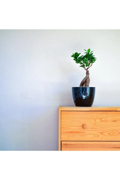 Bonsai Ficus Ginseng (dekoratif Saksı ) - 1