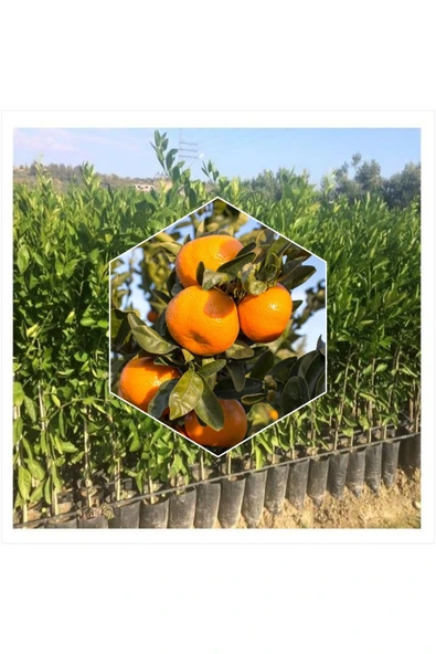 Mandalina Fidanı ürün görseli