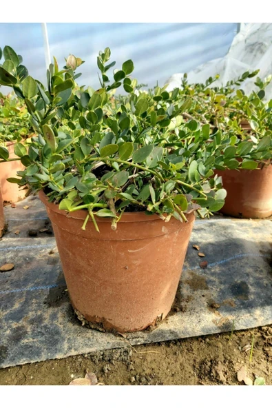 Natal Eriği Fidanı (carissa Macrocarpa) - Resim 2