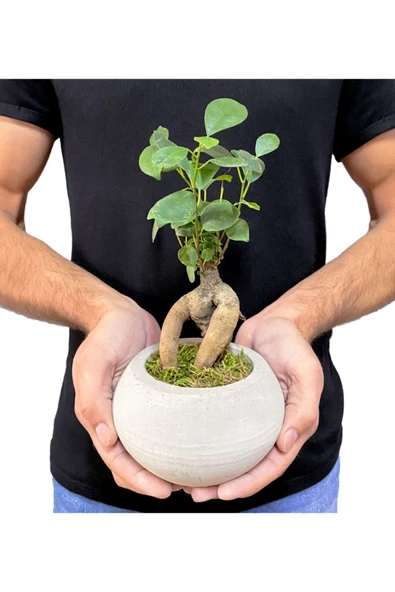 Beton Uranüs Saksıda Mini Ficus Ginseng Bonsai - Resim 3
