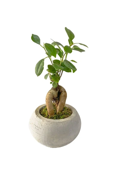 Beton Uranüs Saksıda Mini Ficus Ginseng Bonsai