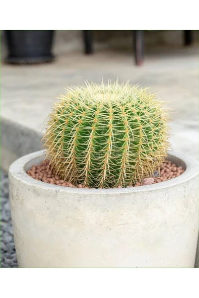 Dekoratif Saksıda Altınfıçı Kaktüs ürün görseli
