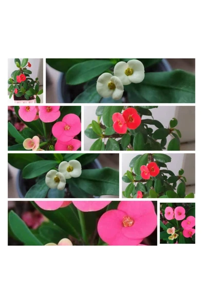 Üç Renk Dikenler Tacı Ve Iki Alman Süseni ürün görseli