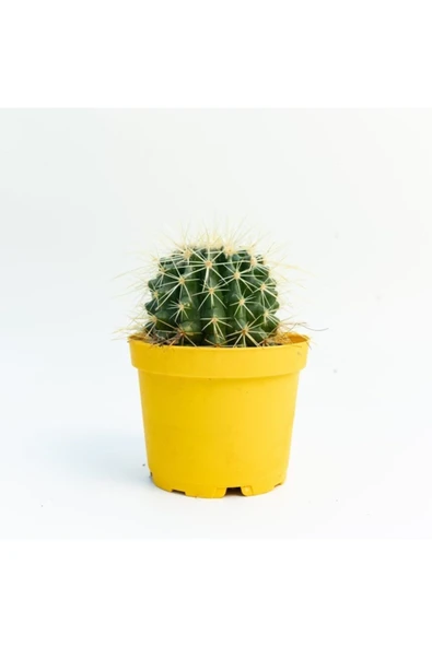 Echinocactus Grusonii Kaktuüsü