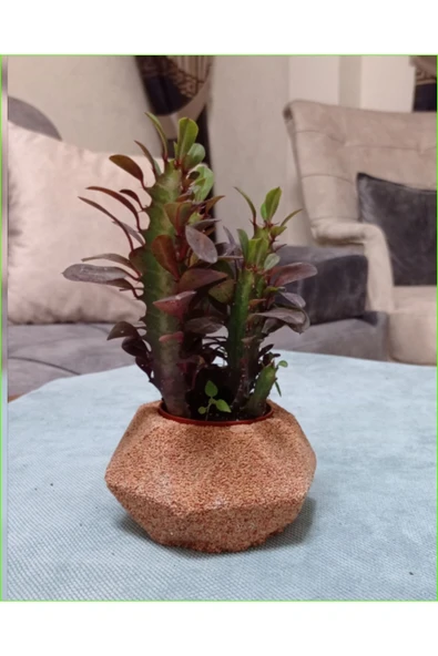 Dekoratif Saksıda Süt Ağacı 10 cm 000111882