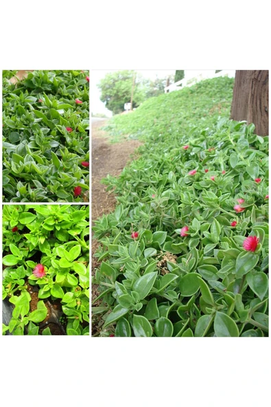 5 Adet Buz Çiçeği Fidesi ürün görseli