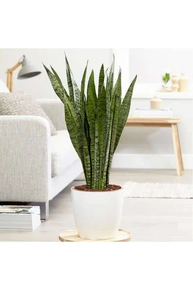 Paşa Kılıcı Dekoratif Saksıda ürün görseli 1