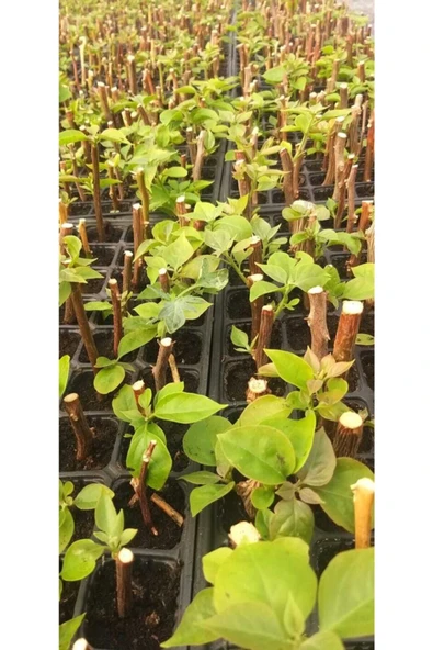 10 Adet Begonvil Fidanı 15 35 Santim Arası - Resim 4